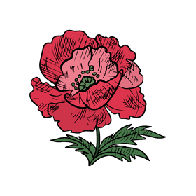 Poppies clipart