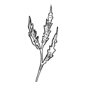 Poppies black and white clipart
