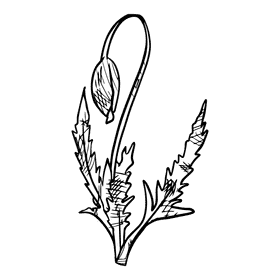 Poppies black and white clipart