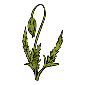 Poppies clipart