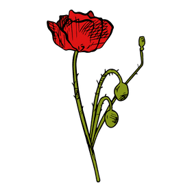 Poppies clipart
