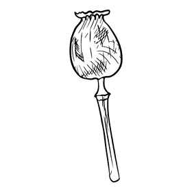 Poppies black and white clipart