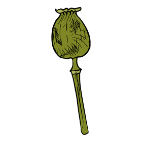 Poppies clipart