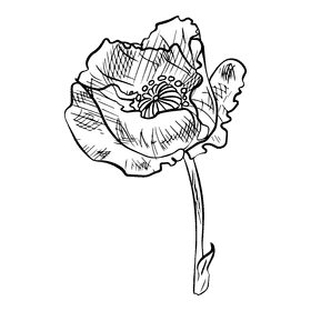 Poppies black and white clipart