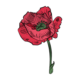 Poppies clipart