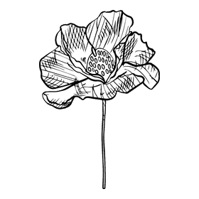 Poppies black and white clipart