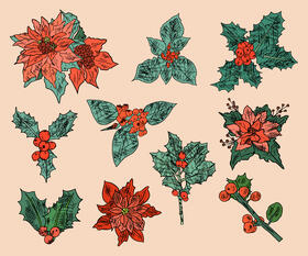 Poinsettia vector