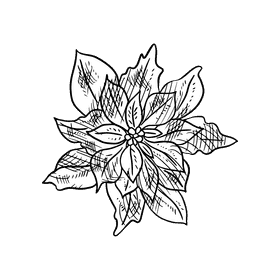 Poinsettia black and white clipart