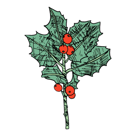 Poinsettia clipart