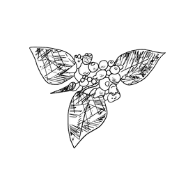 Poinsettia black and white clipart