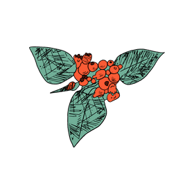 Poinsettia clipart