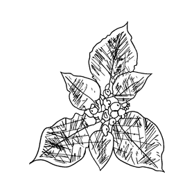 Poinsettia black and white clipart