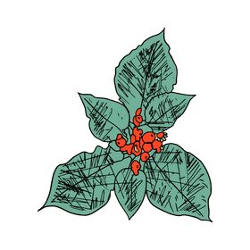 Poinsettia clipart