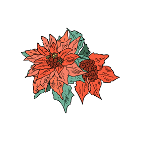 Poinsettia clipart