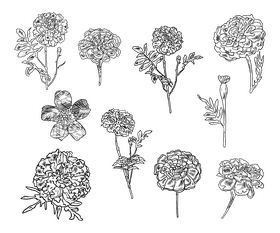 Marigold black and white vector