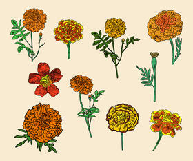 Marigold vector