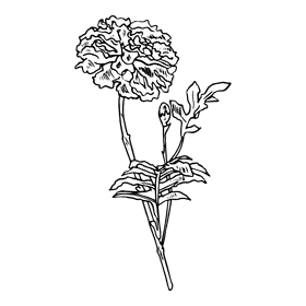 Marigold black and white clipart