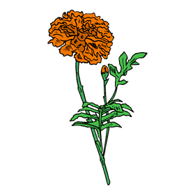 Marigold clipart