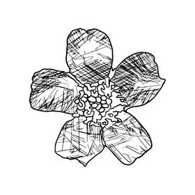 Marigold black and white clipart