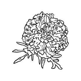 Marigold black and white clipart