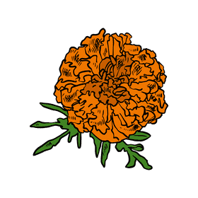 Marigold clipart