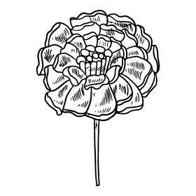 Marigold black and white clipart