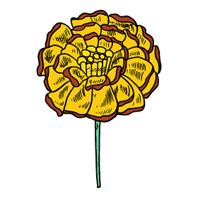 Marigold clipart