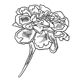 Marigold black and white clipart