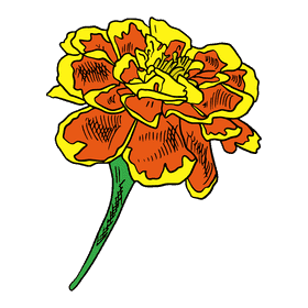 Marigold clipart
