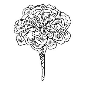 Marigold black and white clipart