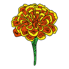 Marigold clipart