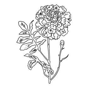 Marigold black and white clipart