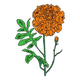 Marigold clipart