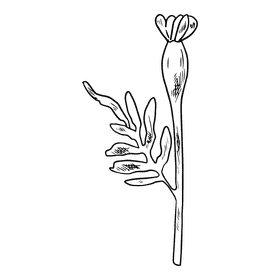 Marigold black and white clipart