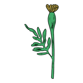 Marigold clipart