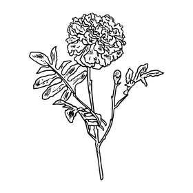 Marigold black and white clipart