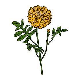 Marigold clipart