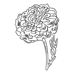 Marigold black and white clipart