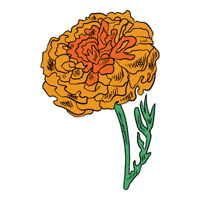 Marigold clipart
