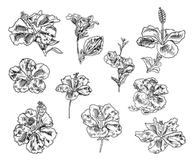 Hibiscus black and white vector