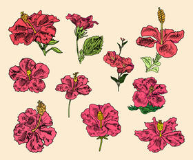 Hibiscus vector