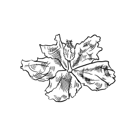 Hibiscus black and white clipart