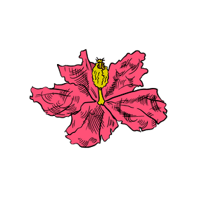 Hibiscus clipart