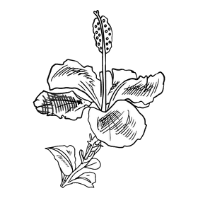 Hibiscus black and white clipart