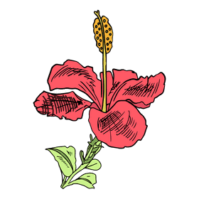 Hibiscus clipart