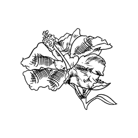 Hibiscus black and white clipart