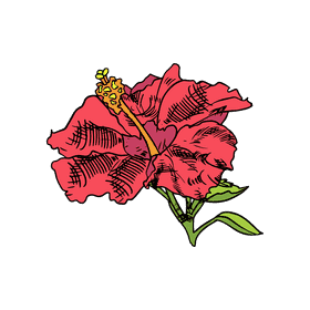 Hibiscus clipart