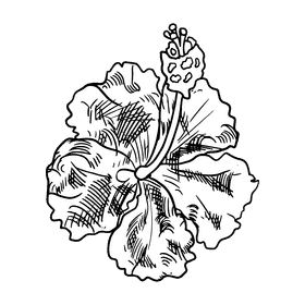 Hibiscus black and white clipart
