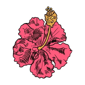 Hibiscus clipart