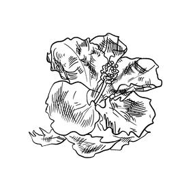Hibiscus black and white clipart